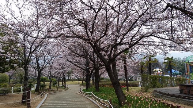 蓮池公園の散策路